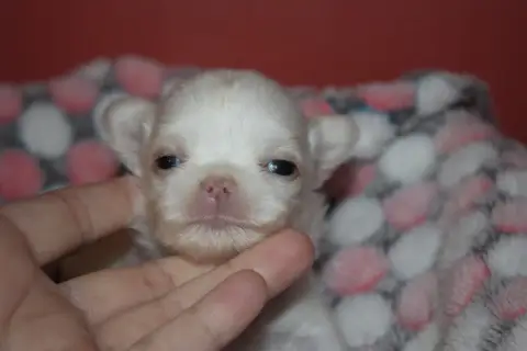 Chihuahua  Barbarella Poupée Des Terres De La Faisand 39e03 photo 3