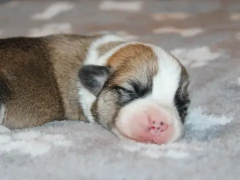 Welsh Corgi Pembroke  Chiot N°4 Du Clos D'Arlequin photo 2