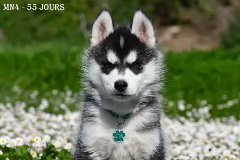 Siberian Husky  Black Jack De La Source Du Montet photo 2