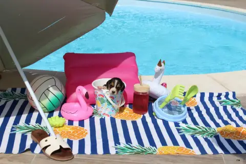 Beagle  Chiot 3 Des Crocs De Heurtevent photo 2