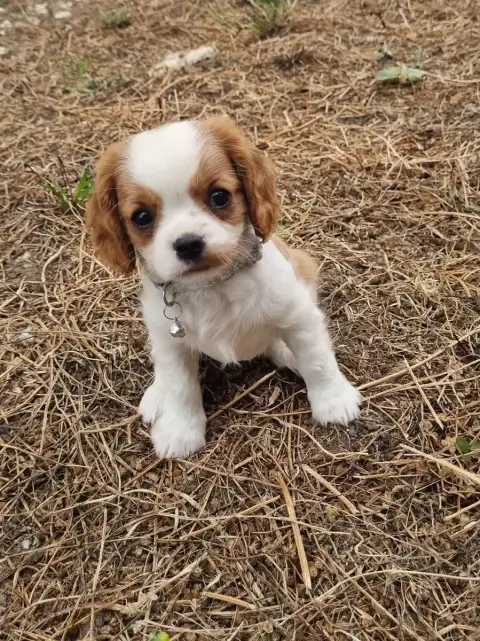 Cavalier King Charles Spaniel  B... Du Petit Brilloua 850de