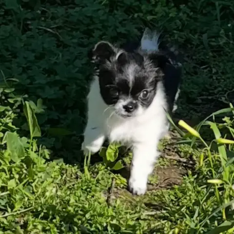 Chihuahua  Baya D'Isula Cara