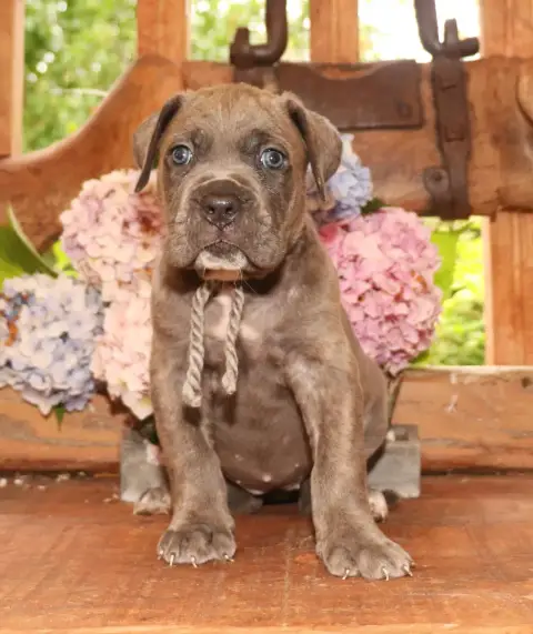 Cane Corso  Collier Gris Du Domaine Des Vents Landais 0bd66