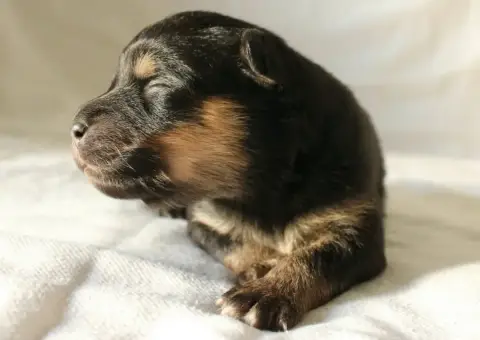 Chien Finnois De Laponie  Brocéliande Boréale De La V 0d92b