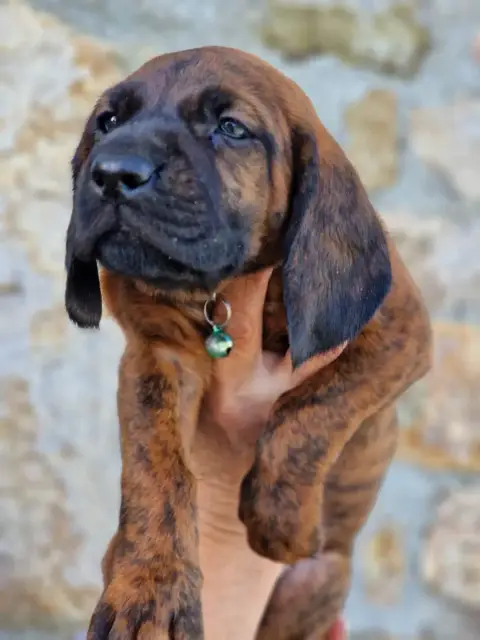 Chien De Rouge De Hanovre  Chiot N°1 De La Dent Rouge c9a3b