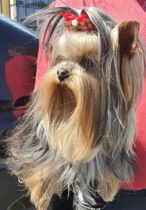 Yorkshire Terrier  Chiot N°2 Du Domaine De La Vallée  4e646 photo 2