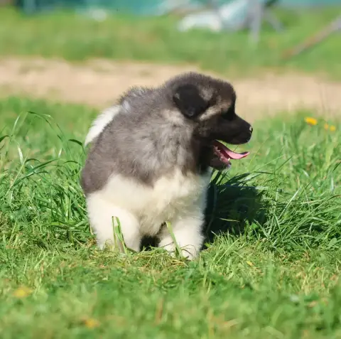 Akita Americain  Bears Of Kitakami De Daybreak Northe b1c32