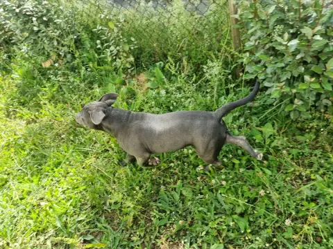 American Staffordshire Terrier  Blazz Du Petit Brillo 43e89 photo 2