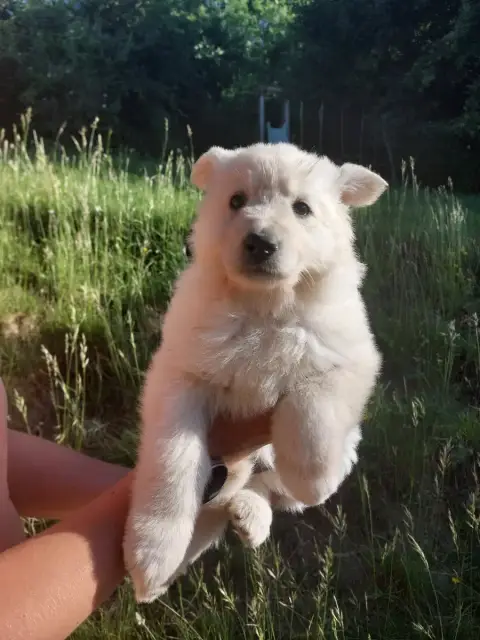 Berger Blanc Suisse  Baïka De La Forêt De Boscodon photo 2
