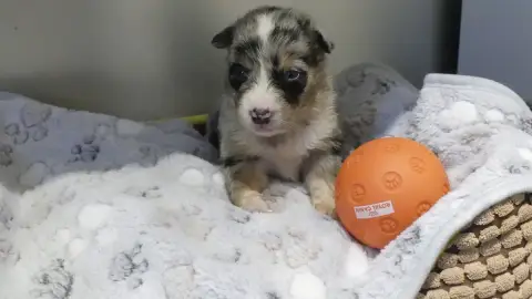 Berger Australien  Chiot N°8 Du Domaine Des Ecorces 2b289