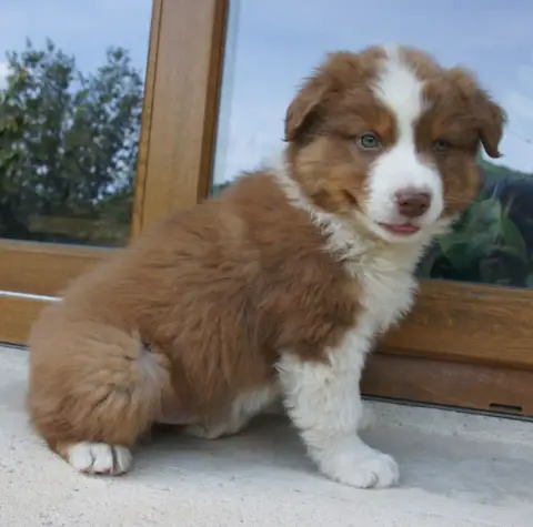Berger Australien  Chiot N°9 Des Assards De Pierregou 520ae