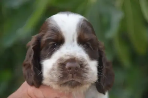 Cocker Spaniel Anglais  Chiot N°3 De La Foret Des Rev 084d8