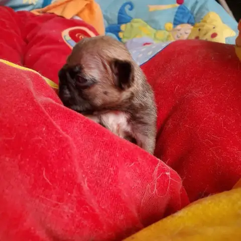 Bouledogue Français  Bebe Cerise Des Chemins Du Bout  2545d photo 3