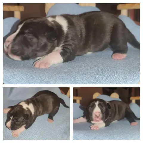 American Staffordshire Terrier  Bob photo 2
