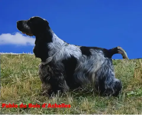 Cocker Spaniel Anglais  Collier Vert Du Berceau Des C e0742 photo 3