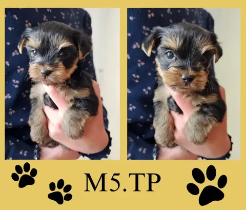 Yorkshire Terrier  Chiot 6 Des Pattes Impériales photo 2