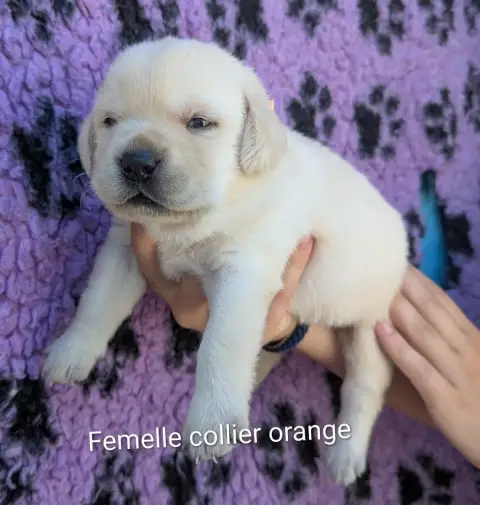 Labrador Retriever