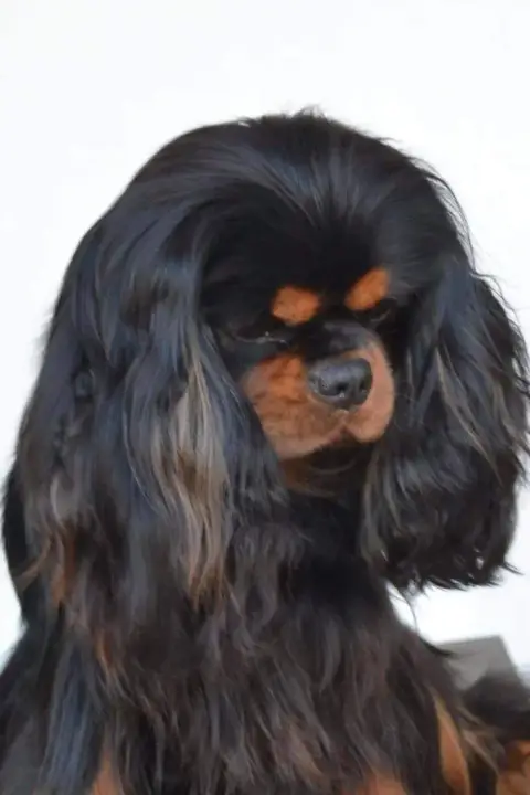 Cavalier King Charles Spaniel  Collier Rouge Des Sent 0d5eb photo 2