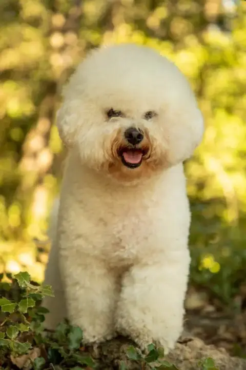 Bichon Frise  Bakara Du Royaume Des Joyeux Tenerife D eaea1 photo 3