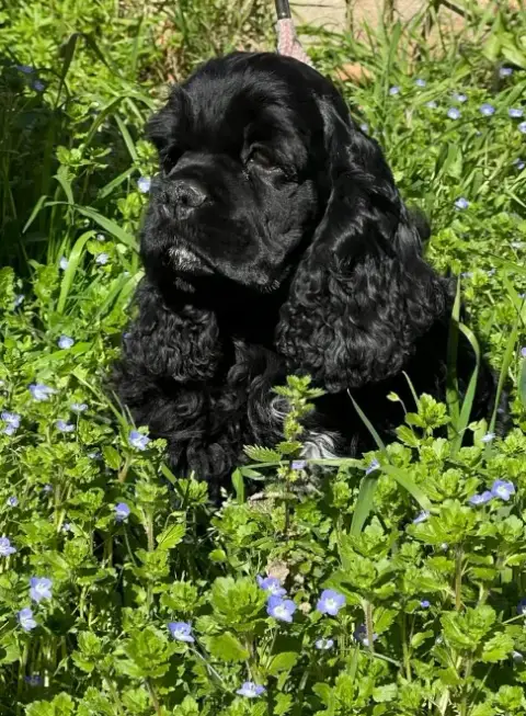 American Cocker Spaniel  Ayrton Senna De L'Atoll De S e409d