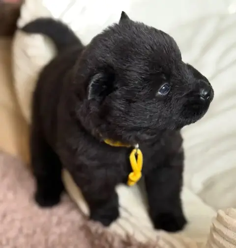 Eurasier  Miss Collier Jaune Des Loups Du Midour