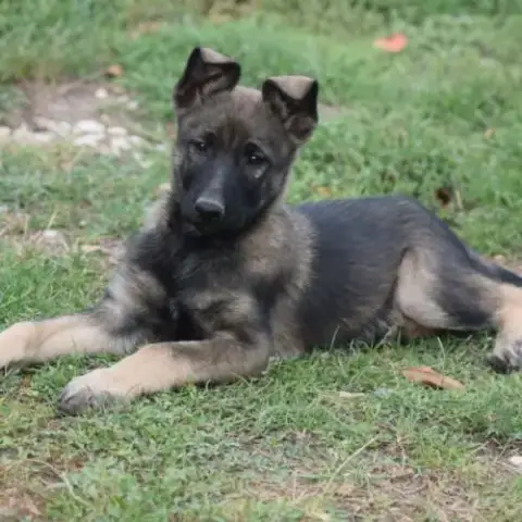 Chiot