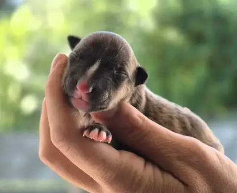 Bull Terrier Miniature  Chiot N°3 De L'Eternel De Gay be594