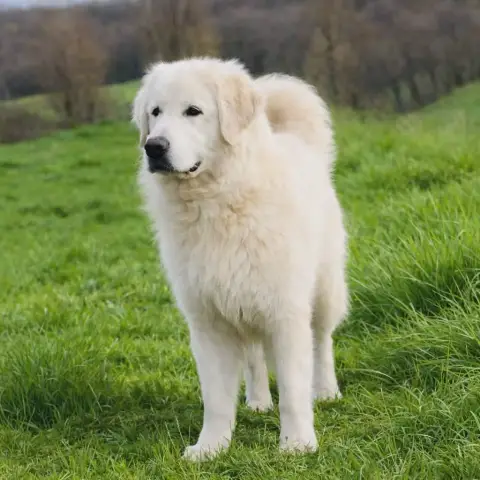 Golden Retriever photo 2
