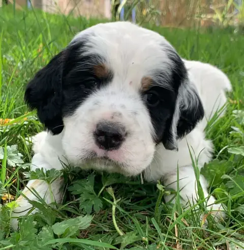 Adopter Setter Anglais  Chiot N°2 Des Etangs De La Bourie