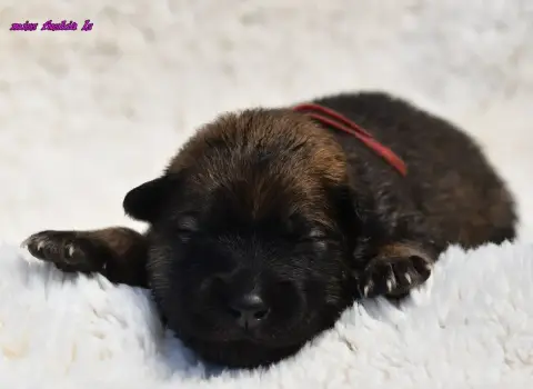 Eurasier  Chiot 1 Des Legendes De Retz