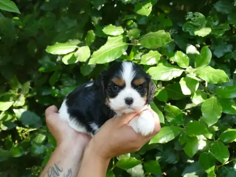 Cavalier King Charles Spaniel
