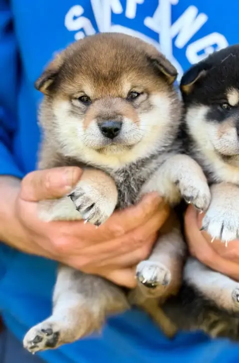 Shiba  Femelle 2 Hoxakam