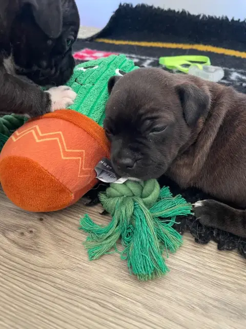 Staffordshire Bull Terrier  Chiot N°1 Of The Bubble S fee2f photo 3