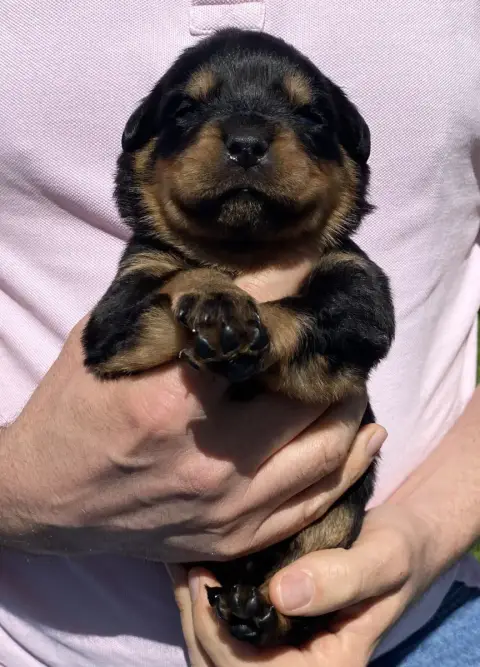 Rottweiler  Collier Rouge De La Tour Gelee