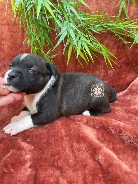 Staffordshire Bull Terrier photo 2