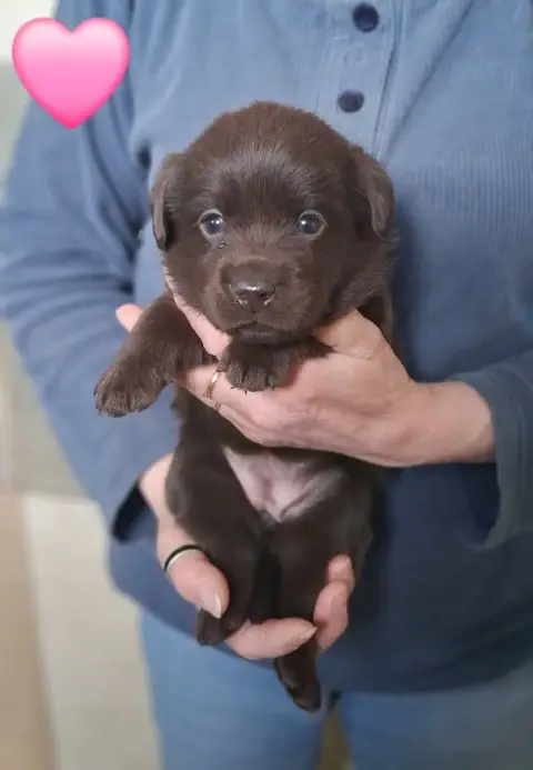 Labrador Retriever  Collier Rose Du Domaine Des Euran 02fd6