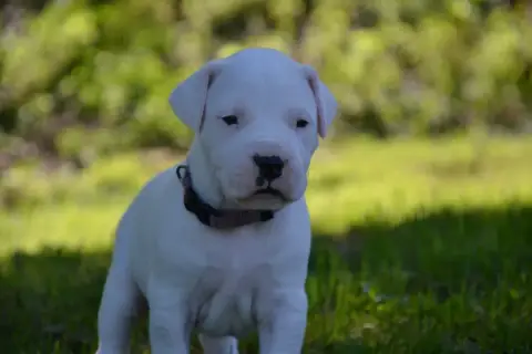 Dogo Argentino  Collier Violet Del Angel De Los Volca 041eb