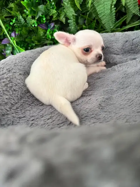 Chihuahua  Magnifique photo 3