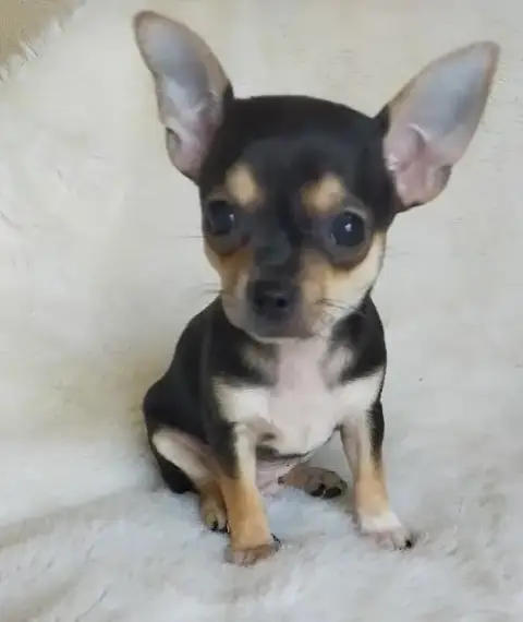 Chihuahua  Benito De Quentin De La Tour photo 2
