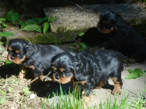 Cavalier King Charles Spaniel  Bambi Du Tison D'Argen 7f4a2 photo 3