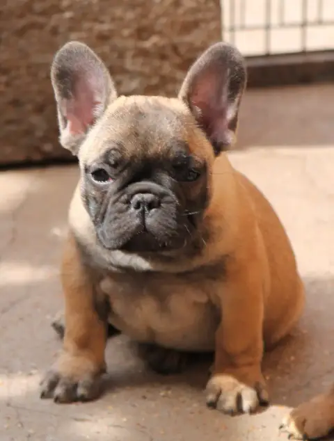 Bouledogue Français photo 3