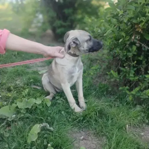 Jacky, Bébé Sauvé À L'Adoption