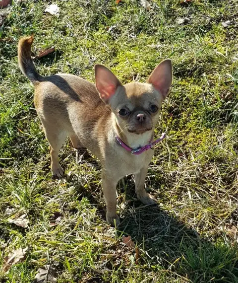 Chihuahua  B1 photo 3