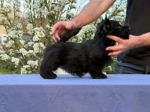 Scottish Terrier photo 3