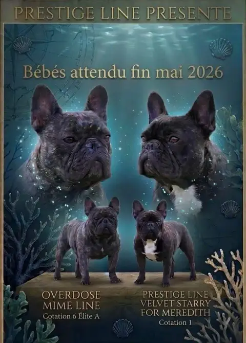 Bouledogue Français  Collier Rouge Prestige Line