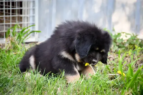 Dogue Du Tibet  Chiot 7 Du Haras Des Brumieres photo 2