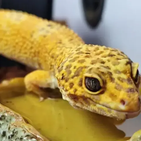 Gecko Léopard Et Terrarium