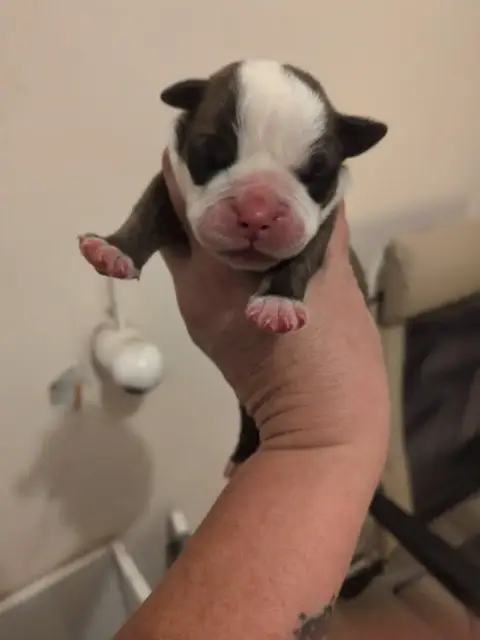 Bulldog Continental  Chiot 7 Du Paradis D'Eska