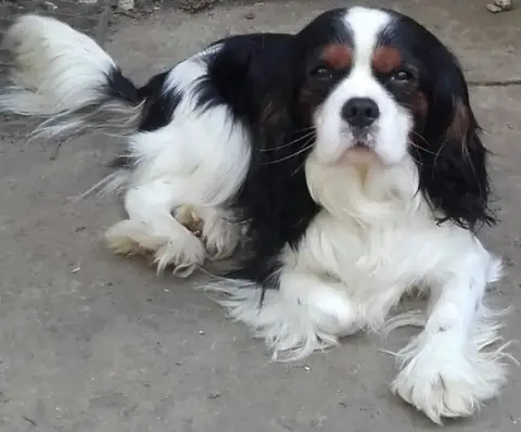 Cavalier King Charles Spaniel  Chiot N°2 Du Bois Des  32f02 photo 2