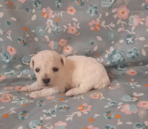 Bichon Frise  Chiot N°3 Von Bereich Sandalvi